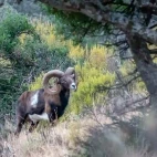 Mouflon in Spain.