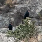 Red-billed chough in Spain.