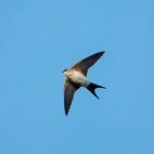 Red-rumped swallow in Spain.