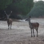 Red deer in Spain.