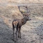Red deer stag in Spain.