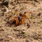 Trapdoor spider in Spain.