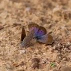 African grass blue in Spain.