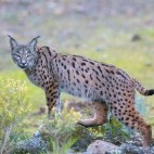 Iberian lynx in Spain