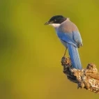 Azure-winged magpie in Spain.