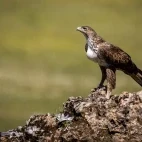 Bonelli's eagle in Spain.