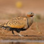 Black-bellied sandgrouse in Spain