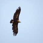 Black vulture
