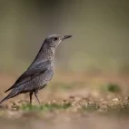 Blue rock thrush in Spain.