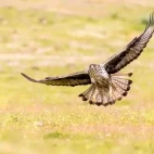Bonneli's eagle in Spain.