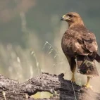 Common buzzard in Spain.