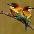 Pair of European bee-eaters in Andujar Natural Park, Spain