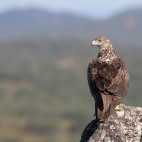 Bonelli's eagle in Extremadura, Spain