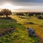 Dehesa in Extremadura, Spain