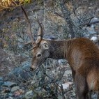 Red deer in Monfrague National Park, Spain