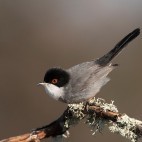 Sardinian warbler in Extremadura, Spain