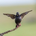 Spotless starling in Extremadura, Spain