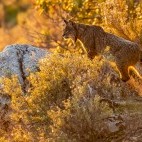 Iberian lynx in Spain