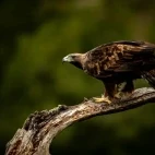 Golden eagle in Spain.