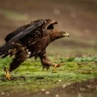 Golden eagle in Spain.