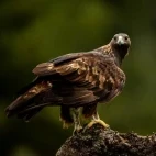 Golden eagle in Spain.