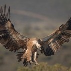 Griffon vulture