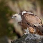 Griffon vulture