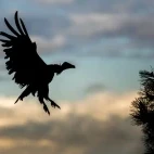 Griffon vulture in Spain.