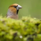 Hawfinch in Spain.