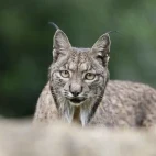Iberian lynx in Spain.