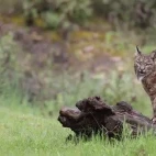 Iberian lynx in Spain.