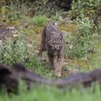 Iberian lynx in Spain.