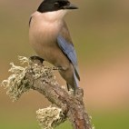 Azure-winged magpie in Andujar Natural Park, Spain