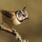 Crested tit in Andujar Natural Park, Spain.