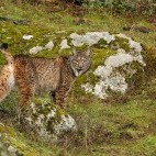 Iberian lynx in Andujar Natural Park, Spain.