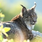 Iberian lynx.