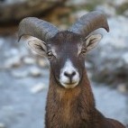 Mouflon in Andujar Natural Park, Spain