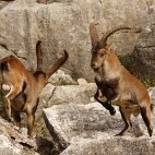 Iberian ibex