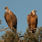 Pair of vultures in Andujar Natural Park, Spain