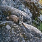 Iberian lynx.