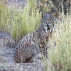 Iberian lynx in Andujar Natural Park, Spain