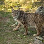 Iberian lynx in Andujar Natural Park, Spain.
