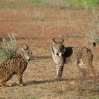 Iberian lynx in Spain.