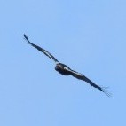 Spanish imperial eagle in Spain.