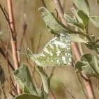 Western dappled white in Spain.
