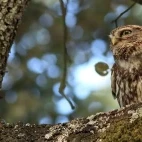 Little owl in Spain.