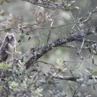 Long-eared owl in Spain.
