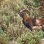 Mouflon