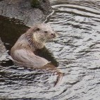 Eurasian otter in Spain