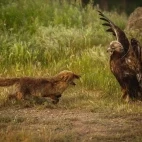 Red fox & golden eagle in Spain.